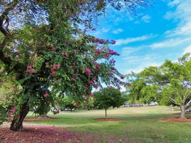 Trundle Park