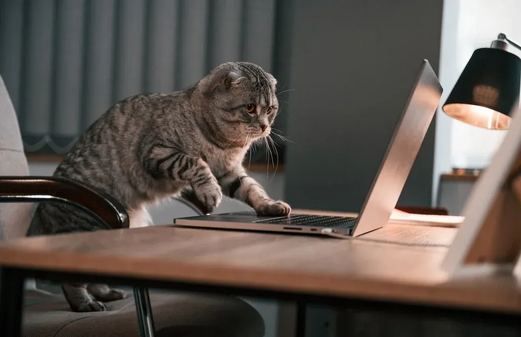 too many credit enquiries