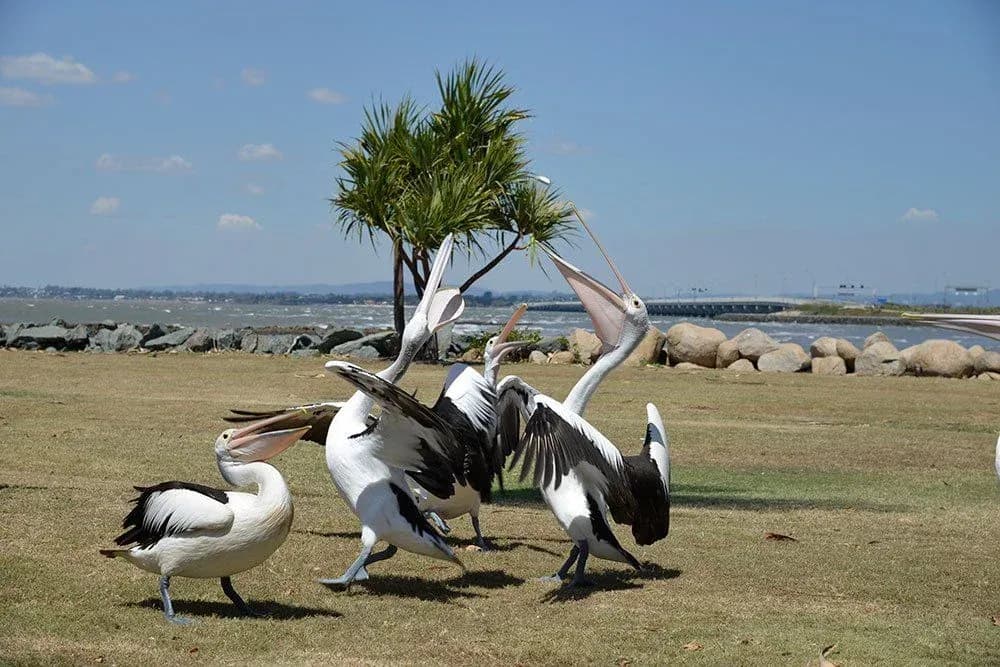 Clontarf and Woody Point
