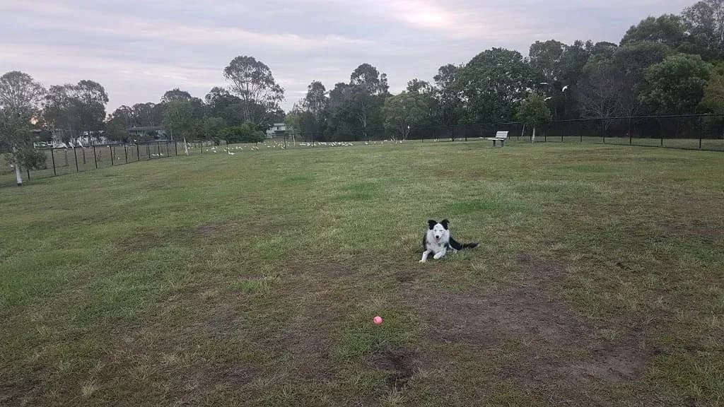 Evelyn Road Park