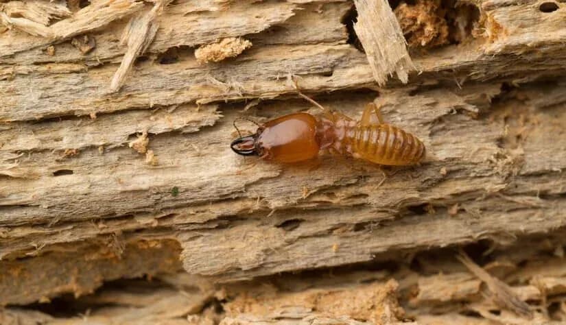 Termite on damaged timber
