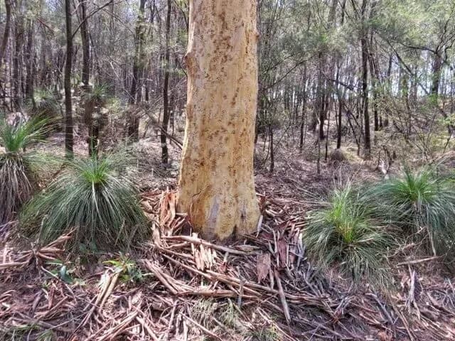 Mt Gravatt — Capalaba Road Park