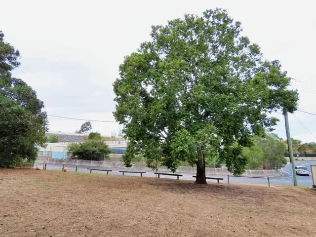 Markham Street Park