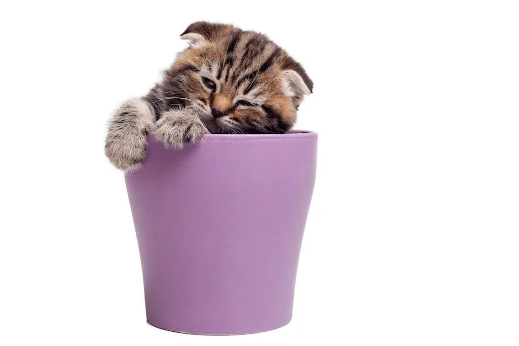 Accounts and Buckets