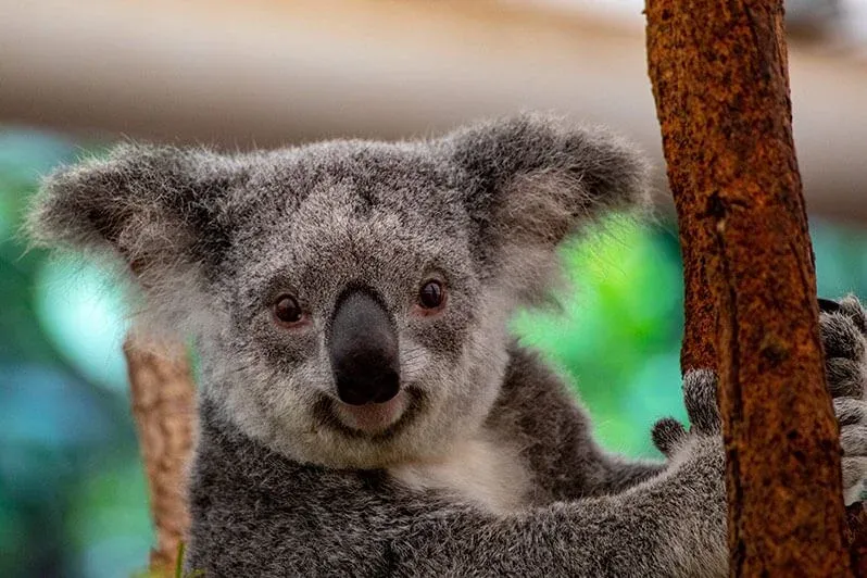 Brisbane's most liveable suburbs
