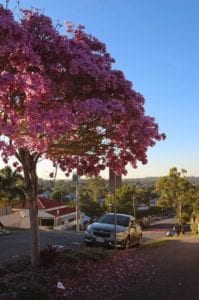 Purchasing house in Paddington