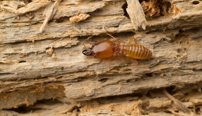 building pests in brisbane