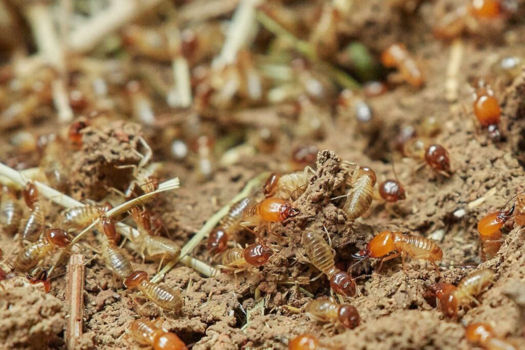 termites are common in Brisbane