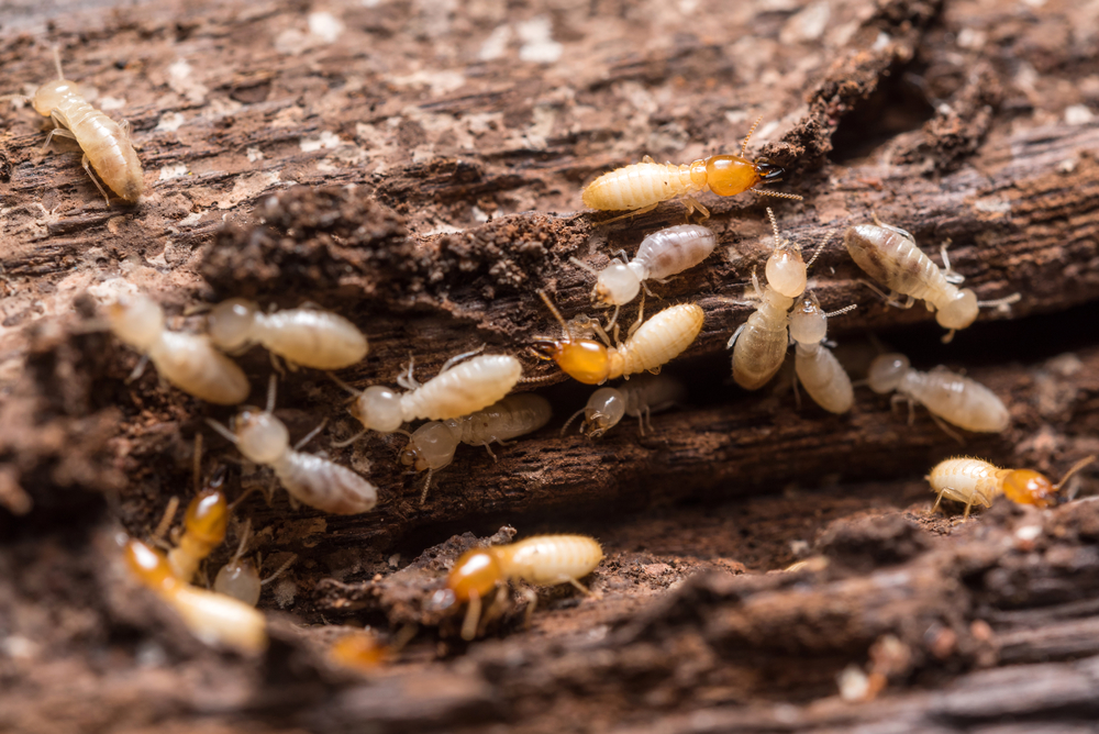 Building and pest inspection for first home buyers